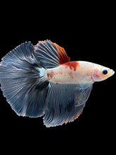 Load image into Gallery viewer, Male Halfmoon - Tancho #1764 - Live Betta Fish
