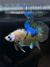 Load image into Gallery viewer, Male Halfmoon Plakat - Yellow Galaxy #1766 - Live Betta Fish
