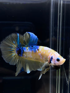 Male Halfmoon Plakat - Yellow Galaxy #1766 - Live Betta Fish