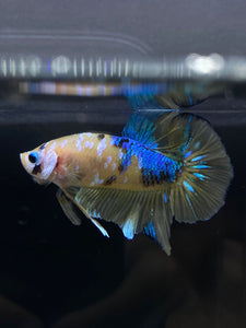 Male Halfmoon Plakat - Yellow Galaxy #1766 - Live Betta Fish