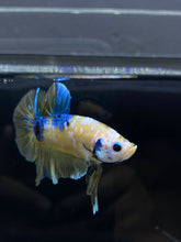 Load image into Gallery viewer, Male Halfmoon Plakat - Yellow Galaxy #1766 - Live Betta Fish
