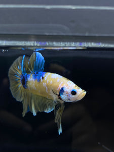 Male Halfmoon Plakat - Yellow Galaxy #1766 - Live Betta Fish