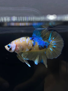 Male Halfmoon Plakat - Yellow Galaxy #1766 - Live Betta Fish