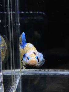 Male Halfmoon Plakat - Yellow Galaxy #1766 - Live Betta Fish