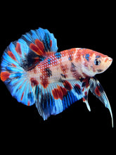 Load image into Gallery viewer, Male Halfmoon Plakat - Candy #1767 - Live Betta Fish
