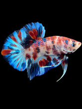 Load image into Gallery viewer, Male Halfmoon Plakat - Candy #1767 - Live Betta Fish
