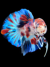 Load image into Gallery viewer, Male Halfmoon Plakat - Candy #1767 - Live Betta Fish
