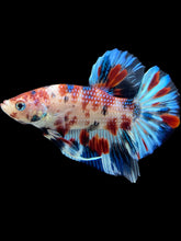Load image into Gallery viewer, Male Halfmoon Plakat - Candy #1767 - Live Betta Fish
