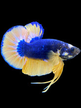 Load image into Gallery viewer, Male Halfmoon Plakat - Blue Mustard #1768 - Live Betta Fish
