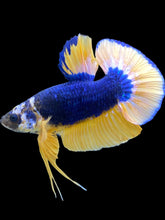 Load image into Gallery viewer, Male Halfmoon Plakat - Blue Mustard #1768 - Live Betta Fish
