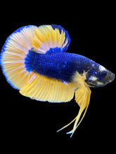 Load image into Gallery viewer, Male Halfmoon Plakat - Blue Mustard #1768 - Live Betta Fish
