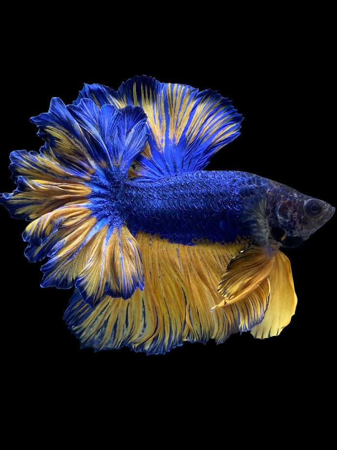 Male Feather Tail - Blue Mustard #1769 - Live Betta Fish