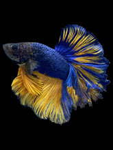 Load image into Gallery viewer, Male Feather Tail - Blue Mustard #1769 - Live Betta Fish
