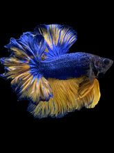 Load image into Gallery viewer, Male Feather Tail - Blue Mustard #1769 - Live Betta Fish
