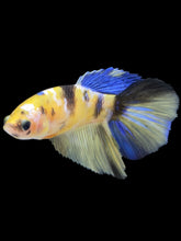 Load image into Gallery viewer, TOP GRADE Female Halfmoon - Yellow Galaxy #176 - Live Betta Fish
