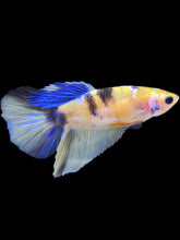 Load image into Gallery viewer, TOP GRADE Female Halfmoon - Yellow Galaxy #176 - Live Betta Fish
