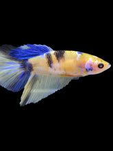 Load image into Gallery viewer, TOP GRADE Female Halfmoon - Yellow Galaxy #176 - Live Betta Fish

