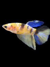 Load image into Gallery viewer, TOP GRADE Female Halfmoon - Yellow Galaxy #176 - Live Betta Fish
