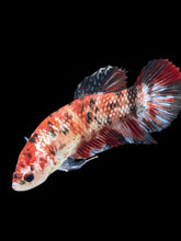 Load image into Gallery viewer, GIANT Female Halfmoon Plakat - Galaxy #1770 Live Betta Fish
