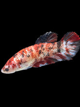 Load image into Gallery viewer, GIANT Female Halfmoon Plakat - Galaxy #1770 Live Betta Fish
