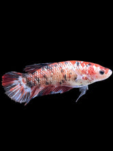 Load image into Gallery viewer, GIANT Female Halfmoon Plakat - Galaxy #1770 Live Betta Fish
