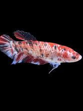 Load image into Gallery viewer, GIANT Female Halfmoon Plakat - Galaxy #1770 Live Betta Fish
