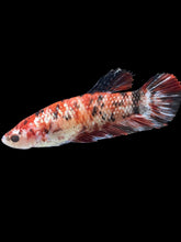 Load image into Gallery viewer, GIANT Female Halfmoon Plakat - Galaxy #1770 Live Betta Fish
