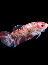 Load image into Gallery viewer, GIANT Female Halfmoon Plakat - Galaxy #1770 Live Betta Fish
