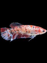 Load image into Gallery viewer, GIANT Female Halfmoon Plakat - Galaxy #1770 Live Betta Fish
