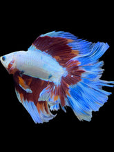 Load image into Gallery viewer, Male Fullmoon - Candy #1771 - Live Betta Fish (NIP TAIL)
