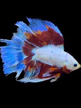 Load image into Gallery viewer, Male Fullmoon - Candy #1771 - Live Betta Fish (NIP TAIL)
