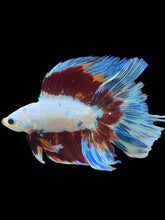 Load image into Gallery viewer, Male Fullmoon - Candy #1771 - Live Betta Fish (NIP TAIL)
