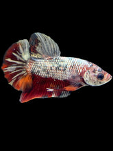 Load image into Gallery viewer, Male Halfmoon Plakat - Candy Copper #1772 - Live Betta Fish
