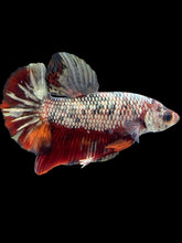 Load image into Gallery viewer, Male Halfmoon Plakat - Candy Copper #1772 - Live Betta Fish
