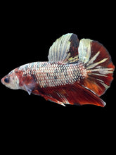 Load image into Gallery viewer, Male Halfmoon Plakat - Candy Copper #1772 - Live Betta Fish
