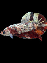 Load image into Gallery viewer, Male Halfmoon Plakat - Candy Copper #1772 - Live Betta Fish
