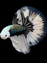 Load image into Gallery viewer, Female Halfmoon Plakat - Red Galaxy #1773 - Live Betta Fish
