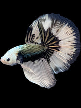 Load image into Gallery viewer, Female Halfmoon Plakat - Red Galaxy #1773 - Live Betta Fish
