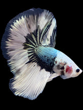 Load image into Gallery viewer, Female Halfmoon Plakat - Red Galaxy #1773 - Live Betta Fish
