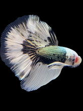 Load image into Gallery viewer, Female Halfmoon Plakat - Red Galaxy #1773 - Live Betta Fish
