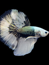Load image into Gallery viewer, Female Halfmoon Plakat - Red Galaxy #1773 - Live Betta Fish
