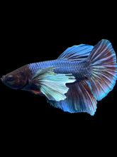 Load image into Gallery viewer, GIANT Male Halfmoon Plakat - Dumbo #1775 - Live Betta Fish
