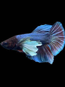 GIANT Male Halfmoon Plakat - Dumbo #1775 - Live Betta Fish