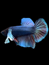 Load image into Gallery viewer, GIANT Male Halfmoon Plakat - Dumbo #1775 - Live Betta Fish
