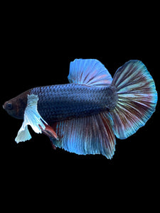 GIANT Male Halfmoon Plakat - Dumbo #1775 - Live Betta Fish