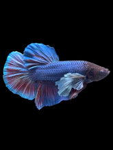 Load image into Gallery viewer, GIANT Male Halfmoon Plakat - Dumbo #1775 - Live Betta Fish
