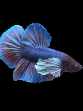 Load image into Gallery viewer, GIANT Male Halfmoon Plakat - Dumbo #1775 - Live Betta Fish
