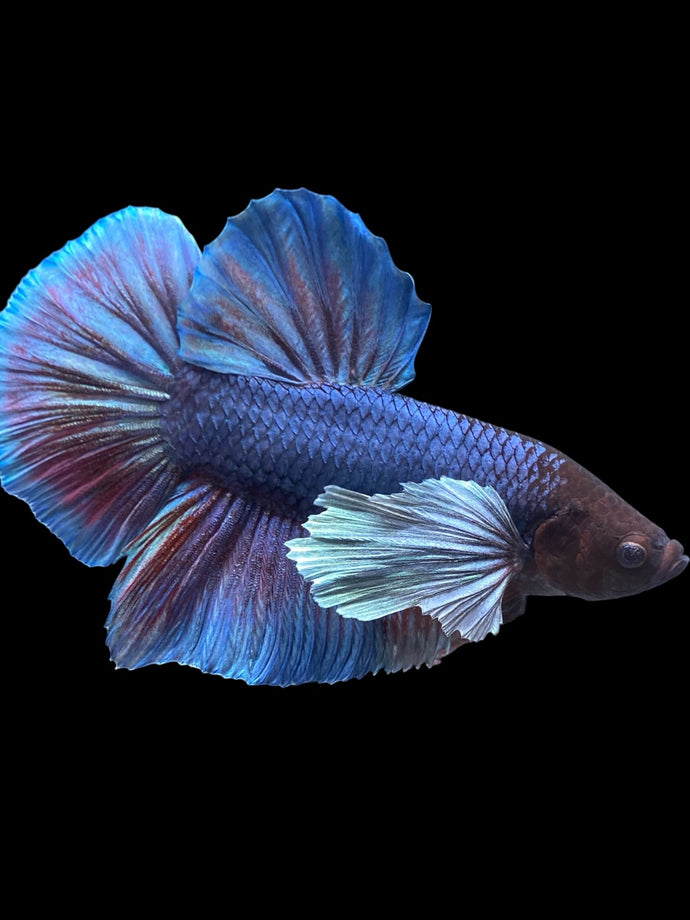 GIANT Male Halfmoon Plakat - Dumbo #1775 - Live Betta Fish