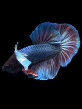 Load image into Gallery viewer, GIANT Male Halfmoon Plakat - Dumbo #1775 - Live Betta Fish
