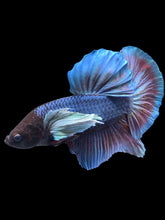 Load image into Gallery viewer, GIANT Male Halfmoon Plakat - Dumbo #1775 - Live Betta Fish
